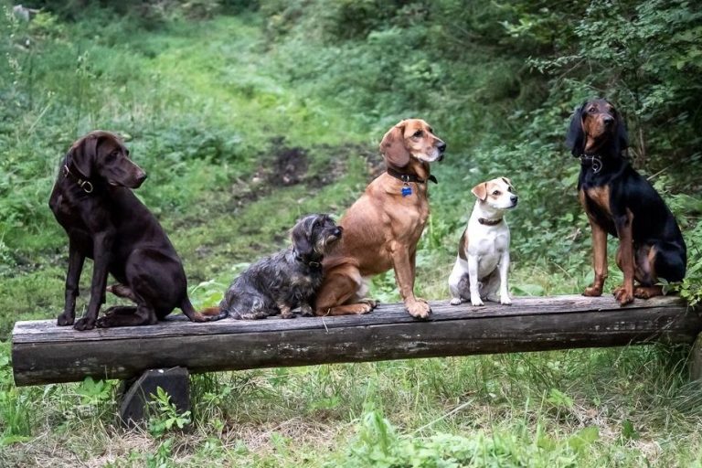 Fünf unterschiedliche Jagdhunde schauen mit erhobenen Ohren den Fotografen an.